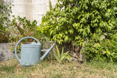 Sulama tenekesi ve bir dizi canlı bitkiyle birlikte güzel, huzurlu bir bahçe ortamı.