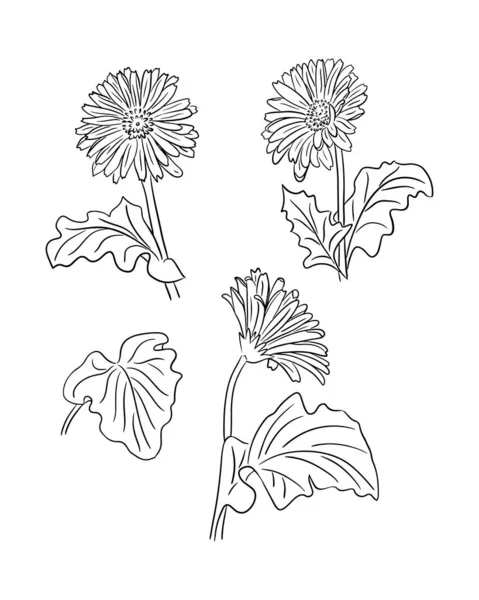 Conjunto Gerberas Desenhado Mão Estilo Doodle Vetorial Flores Pretas Folhas — Vetor de Stock