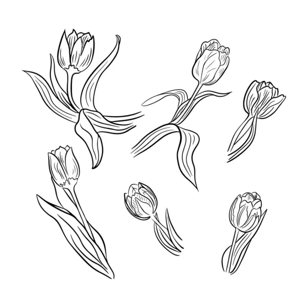 Set Tulipani Disegnati Mano Linea Vettoriale Art Fiori Isolati Sfondo — Vettoriale Stock