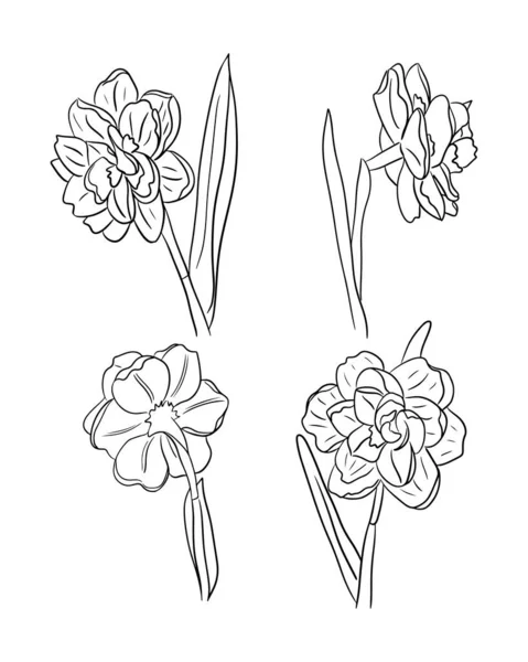 Bosquejo Floral Dibujado Mano Conjunto Narcisos Narcisos Aislados Sobre Fondo — Archivo Imágenes Vectoriales