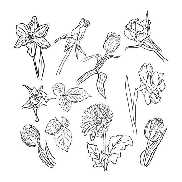 手描きの春の花のコレクション チューリップ ゲルベラ ダフォディルス ベクトルラインアート 白い背景に孤立した花 ページ タトゥー パターン 包装紙の着色に最適です — ストックベクタ