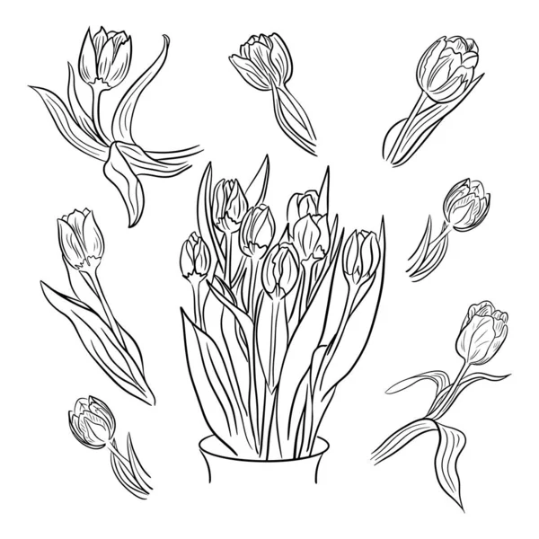 一套用郁金香和个别郁金香手绘的花束 独特的矢量草图的错觉 在白色背景上隔离的黑色花朵最适合为页面 包装纸着色 — 图库矢量图片