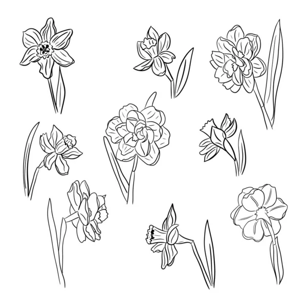 手描きの水仙やJonquilの大きなコレクション 白地に黒花を孤立させます ベクトルスケッチイラスト タトゥー パターン 包装紙などのページの着色に最適です — ストックベクタ