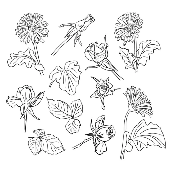 手描きのスケッチの花の大きなセット ガーベラ ベクトルラインアート 白い背景に孤立した花 ページ タトゥー パターン 包装紙の着色に最適です — ストックベクタ