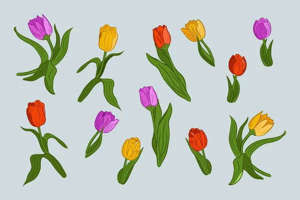 葉と手描きベクトルチューリップのコレクション 色付きの輪郭を持つ平色の花や葉 シール タトゥー パターン 包装紙に最適です — ストックベクタ