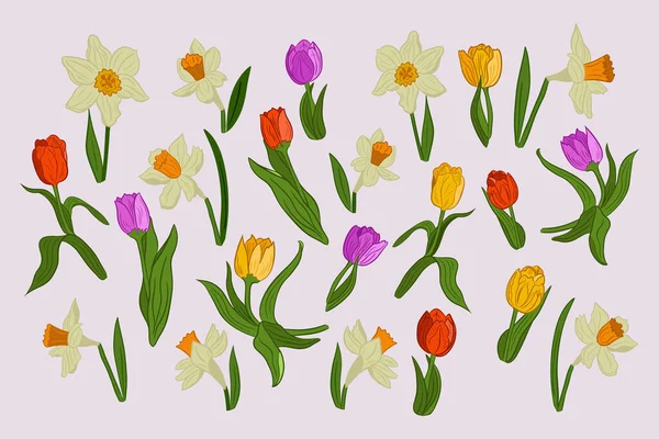 Conjunto Flores Desenhadas Mão Primavera Tulipses Narcisos Isolados Planos Vetoriais — Vetor de Stock