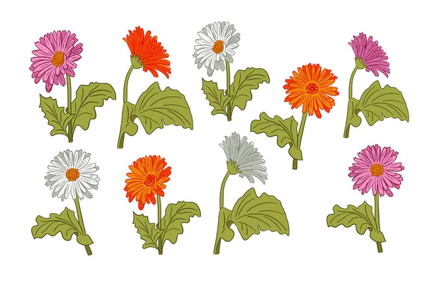 手描きの輪郭のセット白を背景に葉を持つカラフルなガーベラベクトルフラット孤立ガーベラデイジーの花を咲かせます ステッカー タトゥー パターン 包装紙に最適です — ストックベクタ
