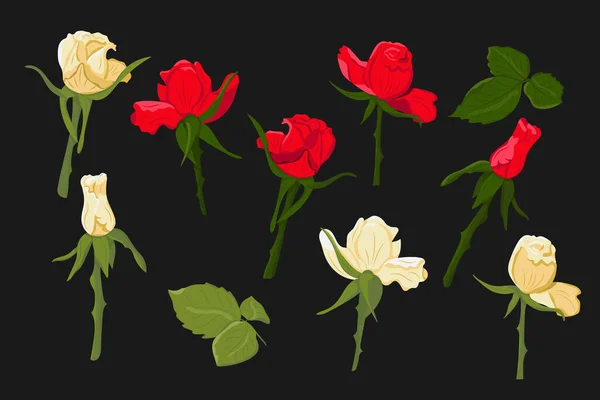 Set Rose Bianche Rosse Disegnate Mano Sfondo Nero Rose Vettoriali — Vettoriale Stock