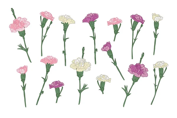 Handgezeichnete Nelke Verschiedenen Farben Vector Umreißt Isolierte Rosa Weiße Und — Stockvektor