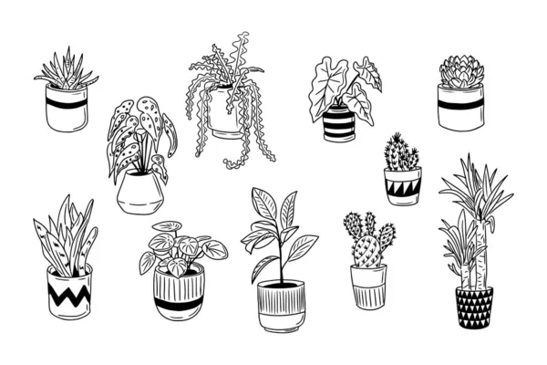 一套手绘回家的植物涂鸦 矢量孤立的轮廓元素在白色背景上 仙人掌 秋海棠 德拉卡纳在陶瓷罐子里 素描设计 完美的彩色页 — 图库矢量图片