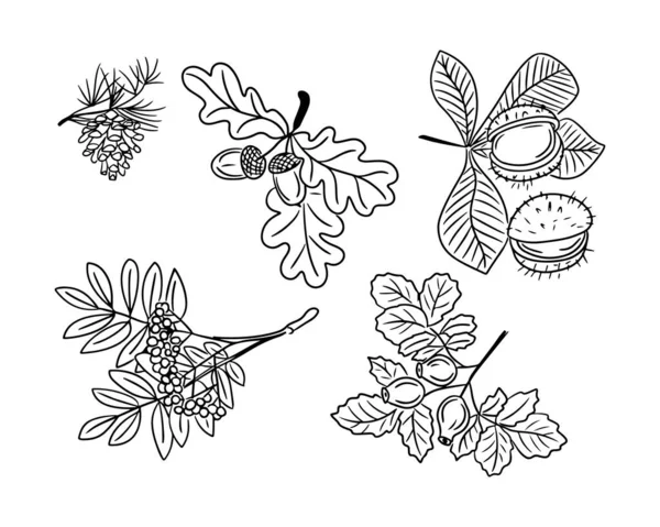 Conjunto Esboço Desenhado Mão Sementes Outono Doodles Elementos Vetoriais Pretos — Vetor de Stock