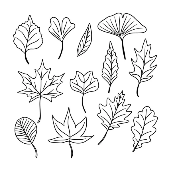 一套手绘轮廓秋叶涂鸦 白色背景上的黑色矢量元素 不同类型的叶子 素描技巧 完美的彩色页 — 图库矢量图片