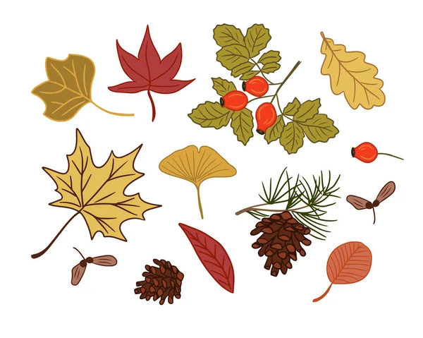 Collection Hand Drawn Autumn Leaves Seeds Vector Flat Isolated Outline — Stock Vector