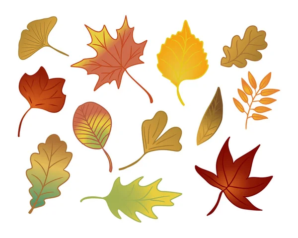 Set Flat Hand Drawn Autumn Leaves Isolated Vector Colored Outline — Stock Vector