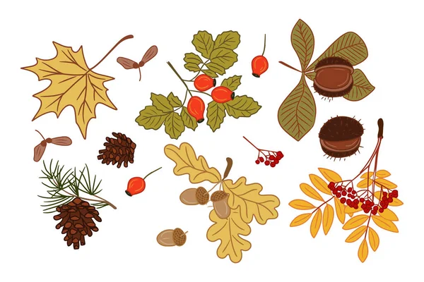 Clipart Autumn Flat Colored Leaves Seeds Isolated Flat Outline Elements — Stock Vector