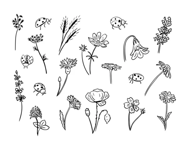一套手绘涂鸦草本植物和昆虫 草场草和瓢虫 黑色病媒在白色背景上隔离植物和昆虫 素描技巧 理想的彩色页 — 图库矢量图片