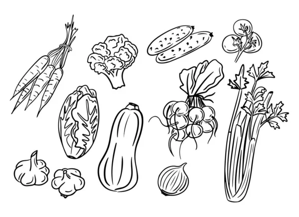 Frühlingsgemüse Handgezeichnetes Doodle Set Skizzenhafte Schwarze Umrisse Beliebter Gemüsesorten Auf — Stockvektor