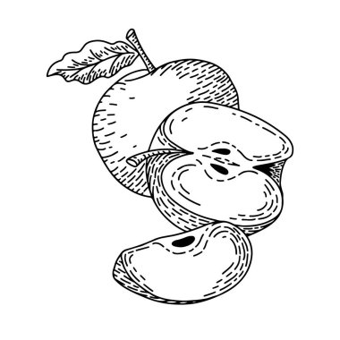 Oymalı elle çizilmiş elma çizimi. Botanik antika çizimi. Ayrıntılı vektör çizimi beyaz arkaplanda izole edildi.