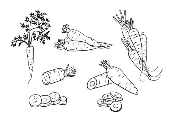 Набір Ручної Ескізної Контури Моркви Додл Чорний Контур Цілі Овочі — стоковий вектор