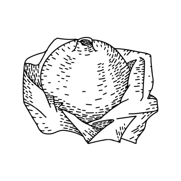 Контурна Рука Намальована Гравірованим Гранатовим Малюнком Літня Їжа Ілюстрація Гравірованого — стоковий вектор