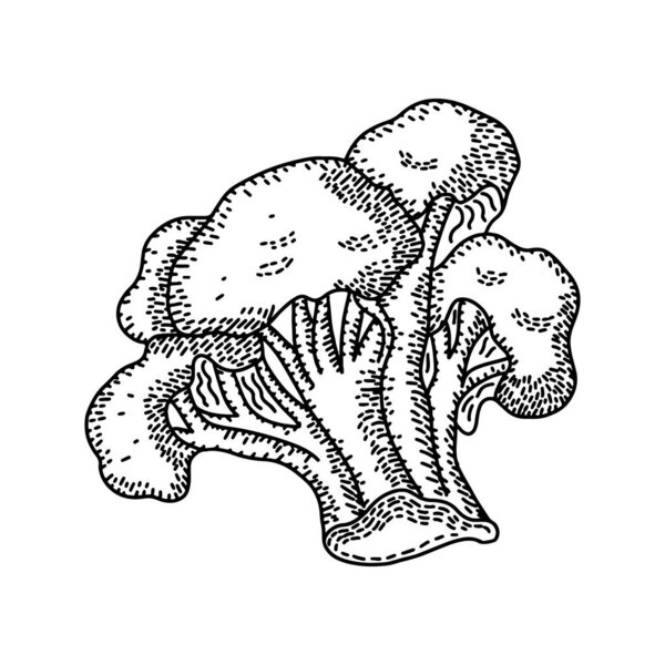 Vintage engraved drawing of bunch of broccoli. Food engraved style illustration. Detailed hand drawn contour vegetarian sketch. Great for label, poster, print, menu