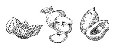 Bir dizi retro el oymalı meyve çizimi. Yazlık yiyecekler, kabartmalı tasvir. Ayrıntılı vejetaryen çizimi. Etiket, poster, baskı, menü için harika