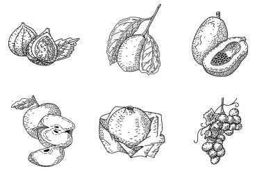 Bir çift retro el oymalı tropikal meyveler. Yazlık yiyecekler, kabartmalı tasvir. Ayrıntılı vejetaryen çizimi. Etiket, poster, baskı, menü için harika