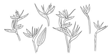 Cennetin kuşları çiçekleri ile baştan savma bir set yapın. Tropikal çiçekli tek renkli botanik çıkartmalar. Beyaz arkaplanda izole edilmiş karalama çizimlerinin vektör ögesi