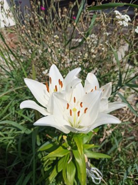 Güzel beyaz zambaklar, narin taç yaprakları ve canlı erkek çiçekleri ile, vahşi bitki ve çimenlerin doğal yeşil arka planına karşı kurulur.