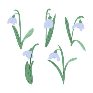 Beyaz arka planda yeşil yapraklı kardelen çiçeklerinin minimalist botanik çizimi. Düz biçimde çizilmiş vektör el çizimleri