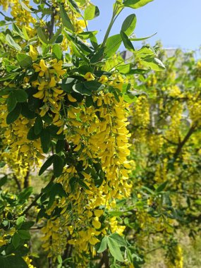 Altın zincir ağacı, parlak sarı çiçek kümeleri ve yemyeşil yapraklarla dolu, açık mavi gökyüzüne karşı güneş ışığıyla aydınlatılıyor.