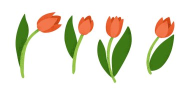 Beyaz arka planda desenli, minimalist tasarımı yeşil yapraklı dört kırmızı lalenin stilize edilmiş dijital çizimi. Beyaz arkaplanda izole edilmiş vektör el çizimi