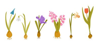 Ampullerden, lalelerden, nergislerden, çöreklerden ve kardelenlerden oluşan bir çiçek koleksiyonu. Botanik tasarımlar ve bahçe temaları için mükemmel bir el çizimi vektör illüstrasyonu