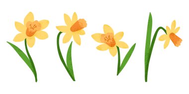 Beyaz arka planda yeşil yapraklı dört sarı nergisin şekillendirilmiş, minimalist tasarımı. Beyaz arkaplanda izole edilmiş vektör el çizimi