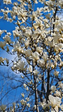 Kremalı manolya çiçekleri, canlı bir bahar gökyüzünün altındaki dallarda yoğun bir şekilde çiçek açıyor. Bu görüntü doğal zarafeti, huzuru ve mevsimin güzelliğini yansıtıyor.