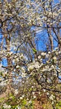 Mavi gökyüzünün altındaki parlak bir bahar ormanında ince dallarda açan beyaz kiraz çiçekleri. Bu görüntü saflığı, yenilenmeyi ve doğanın mevsimsel uyanışının geçici güzelliğini aktarır.
