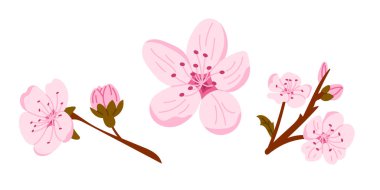 Farklı dallarda açan çeşitli aşamalarda pembe kiraz çiçekleri ve tomurcukları. Bahar mevsimi yenilenmesi, doğal güzellik ve geleneksel Japon çiçek sembolü kavramı.