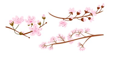Minimalist bir kompozisyonda narin kahverengi dallarda açan pembe sakura çiçekleri. Bu resim baharı, yenilenmeyi ve doğanın geçici güzelliğini simgeler.