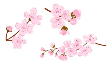 Narin pembe çiçekleri ve beyaz arka planda tomurcukları olan kiraz ağaçları. İlkbaharı, güzelliği, yenilenmeyi ve doğayı sembolize eden zarif el çizimi vektörü.