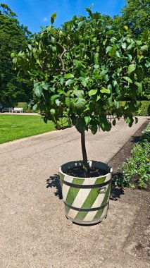 Bahçe yolunda, dekoratif ahşap bir tencerede büyüyen küçük yeşil ağaç. Görüntü bahçıvanlığı, doğayla ilgilenmeyi ve dekoratif peyzaj tasarımını yansıtıyor.