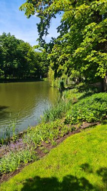 Çiçek açan bitkilerle dolu yemyeşil göl kıyıları ve açık mavi gökyüzünün altında sarkan ağaçlar. Görüntü doğal güzelliği, huzuru ve bir yaz gününün huzurlu ritmini yakalar.