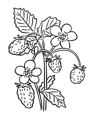 Böğürtlen, çiçek ve yapraklı yabani çilek bitkisi. Siyah ve beyaz elle çizilmiş. Kavram, doğal büyüme, botanik cazibesi ve orman hasat estetiğini iletir