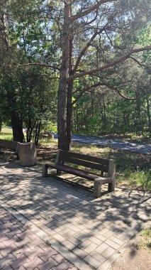 Uzun ağaçlarla çevrili boş park bankları ve sessiz asfalt bir yolda benekli güneş ışığı. Bu görüntü huzuru, dinginliği ve doğayla bağlantıyı çağrıştırıyor.