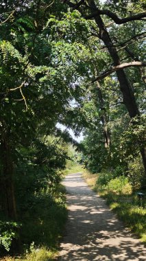 Yoğun ağaç tepe örtüsünün altındaki yeşil bir yaz ormanında toprak yol. Doğa keşfi, açık hava rahatlığı ve huzurlu orman yürüyüşü kavramı.