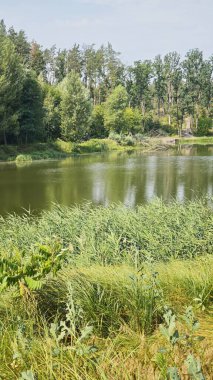 Orman göleti, güneşli bir günde yemyeşil sazlıklar ve uzun ağaçlarla çevrili. Doğal yaşam alanı kavramı, huzurlu geri çekilme ve yaz sükuneti.