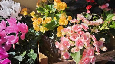 Vibrant assortment of blooming flowers in pink, yellow, red and white shades under sunlight. Concept of natural beauty, seasonal abundance and joyful floral variety