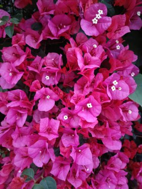 Pembe Bougainvillea harika bir tırmanış bitkisi.