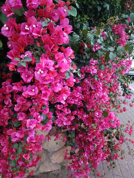 Рожева Буґенвіллея Дивовижна Рослина — стокове фото