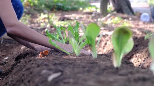 여성은 정원에서 건강에 수있는 환경의 환경을 유지하기 야채를 날밝은 브로콜리를 — 비디오