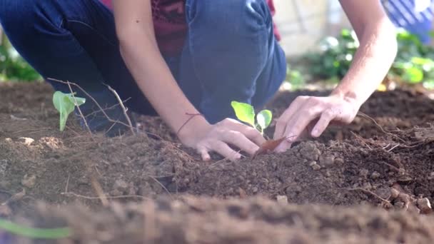 若い女性家庭菜園の野菜健康的な食事保護環境健康的な生態系のライフスタイルレタスブロッコリーカリフラワー盛り合わせ明るい色晴れた日 — ストック動画